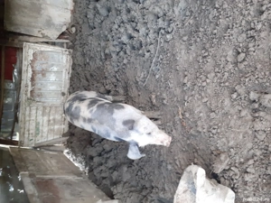 vand purcica  - imagine 3