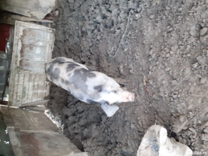 vand purcica  - imagine 2