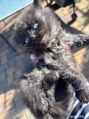 pisicuțe British Shorthair si Scotish 