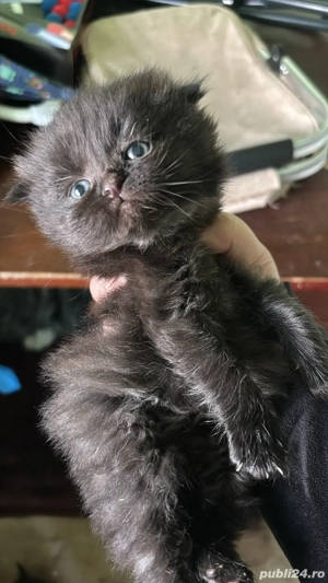 pisicuțe British Shorthair si Scotish  - imagine 2