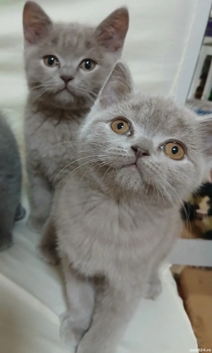 fetite si baietei rasa british 