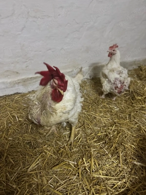 Gaini si cocosi la 4kg 25lei bucata