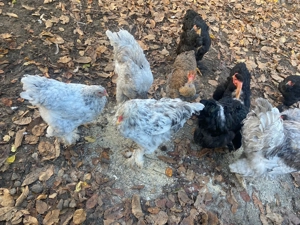 Găini de rasă brahma