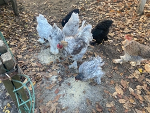 Găini de rasă brahma - imagine 5