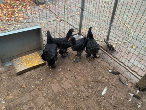 Pui de găină Brahma