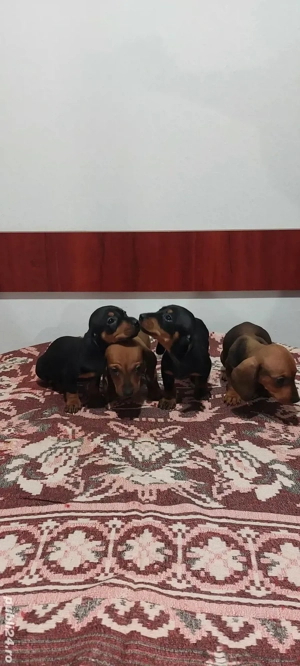 Disponibil Teckel  - imagine 2