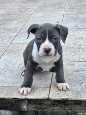 Amstaff  blue-alb cu pedigree 