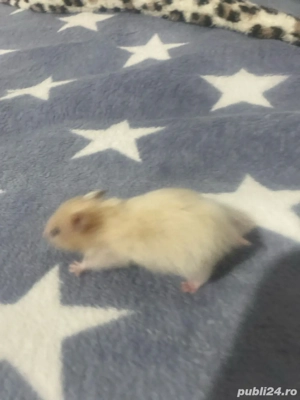 donez hamsteri sirieni