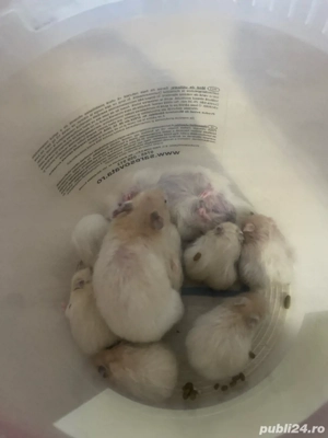 donez hamsteri sirieni - imagine 2