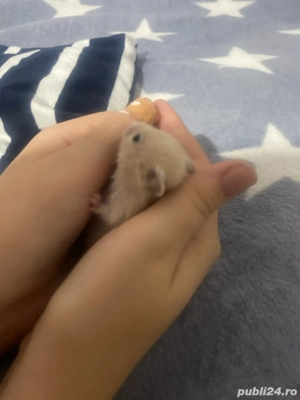 donez hamsteri sirieni - imagine 4