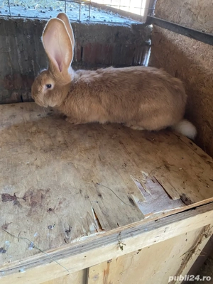 iepuri urias german  - imagine 4