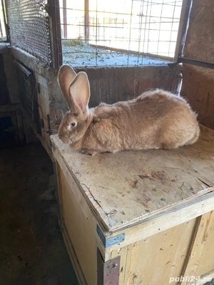 iepuri urias german  - imagine 2