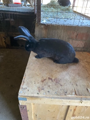 iepuri urias german  - imagine 3