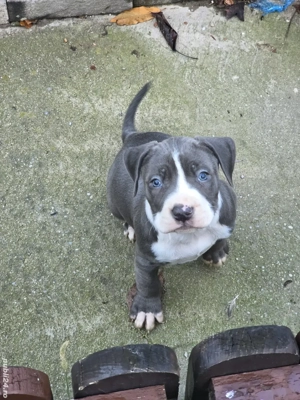 Amstaff  blue-alb cu pedigree  - imagine 3
