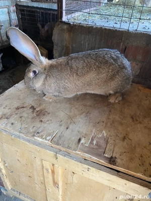 iepuri urias german  - imagine 5