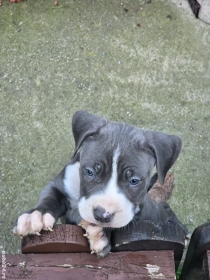 Amstaff  blue-alb cu pedigree  - imagine 2