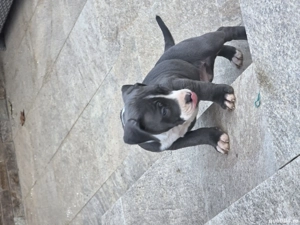 Amstaff  blue-alb cu pedigree  - imagine 5