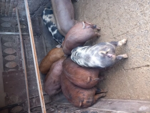 Disponibili porci 80-100kg.detalii la tel.  jud Sibiu - imagine 2