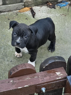 American Staffordshire Terrier cu pedigree FCi