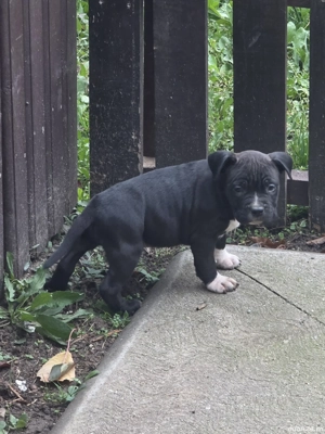 American Staffordshire Terrier cu pedigree FCi - imagine 2