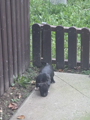 American Staffordshire Terrier cu pedigree FCi - imagine 4