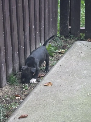 American Staffordshire Terrier cu pedigree FCi - imagine 3