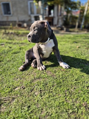 Mascul pui American Bully standard