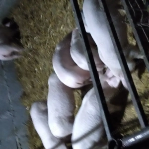 Purcei rasa landrace landrace și pietrain landrace