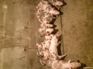 vand purcei pietrain - imagine 3