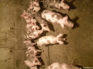 vand purcei pietrain - imagine 2