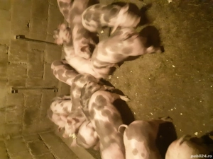 vand purcei pietrain - imagine 4