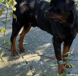 Puiuti de Rottweiler - imagine 2