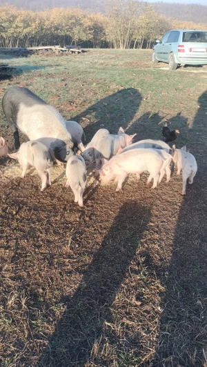 Vând purcei de opt săptămâni 