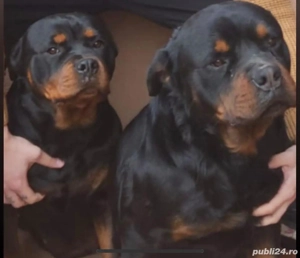 Puiuti de Rottweiler - imagine 4
