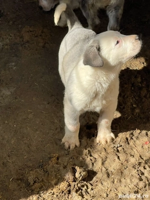 Ciobanesc de Asia Centrală