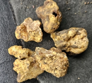 Vand femela lagotto dresata la trufa alba si neagra cu 3 sezoane 