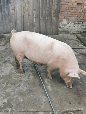 Vând porci de tăiat, posibil transport la domiciliu! 