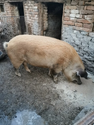 Vând porci de tăiat, posibil transport la domiciliu!  - imagine 4