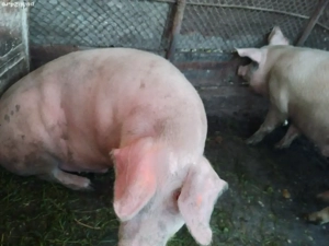 Vanzare porc sacrificare