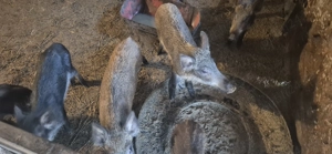 Purcei mistreț rasă pură - imagine 2