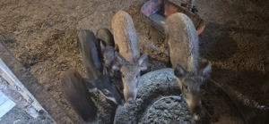 Purcei mistreț rasă pură - imagine 4