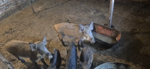 Purcei mistreț rasă pură - imagine 3