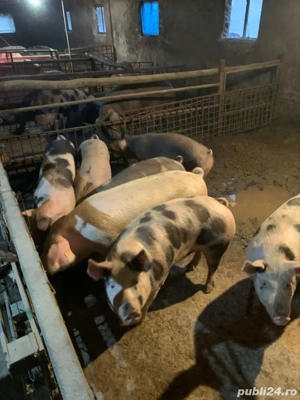 vand porci pentru sacrificat  - imagine 3