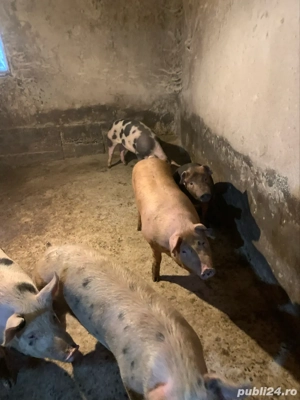 vand porci pentru sacrificat  - imagine 5