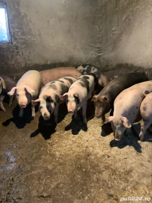 vand porci pentru sacrificat  - imagine 4