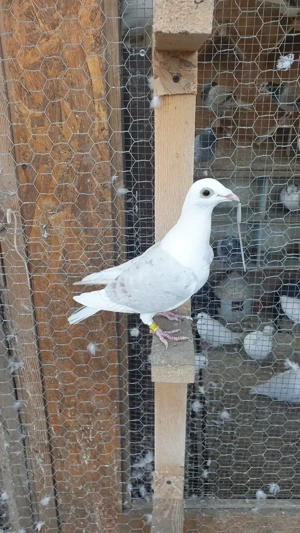 Ocazie! Vand 4 femele voiajor de concurs cu super origini! - imagine 2