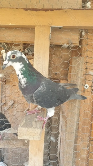 Ocazie! Vand 4 femele voiajor de concurs cu super origini! - imagine 3