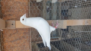 Ocazie! Vand 4 femele voiajor de concurs cu super origini! - imagine 5