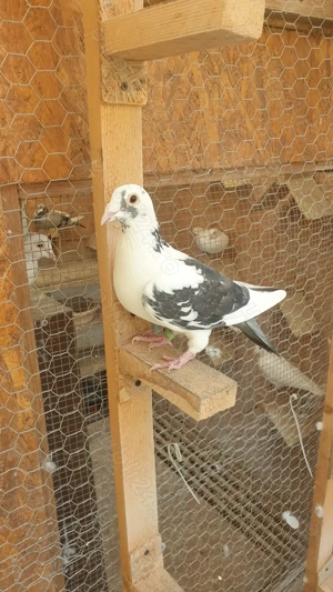 Ocazie! Vand 4 femele voiajor de concurs cu super origini! - imagine 4