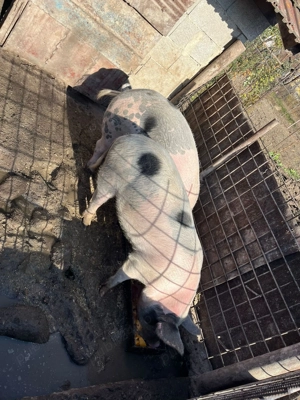 Vând porci 100-170 kg - imagine 4